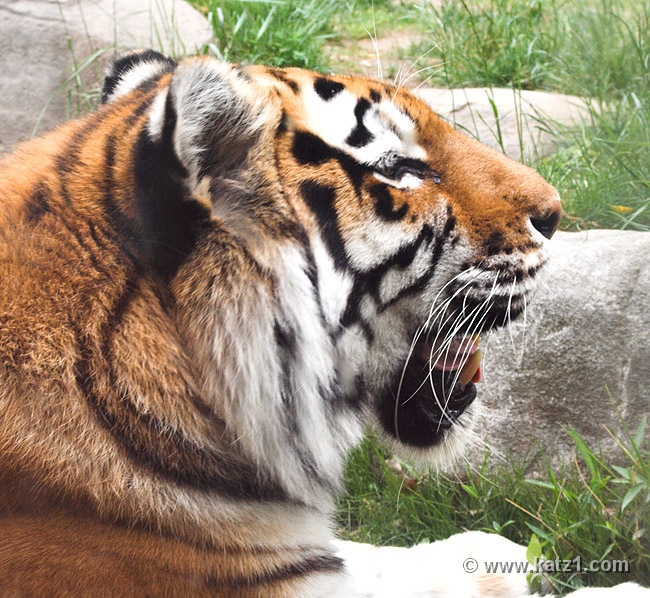 Tiger 1